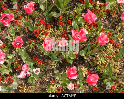 Blick von oben auf rosa Tulpen und rote Vergissmeinnicht in einem Blumenbett am Straßenrand. Devon. VEREINIGTES KÖNIGREICH Stockfoto