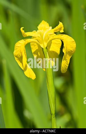 Wilde gelbe Flagge Iris in Blüte. South Devon. VEREINIGTES KÖNIGREICH Stockfoto