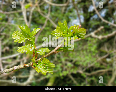 Die neu entfurchte englische Eiche verlässt im Frühling. Devon. GROSSBRITANNIEN Stockfoto