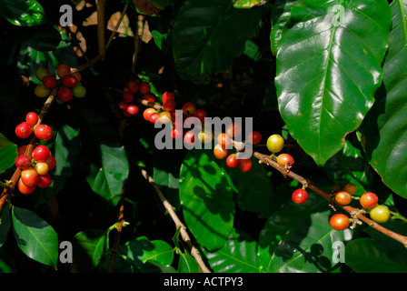 Nahaufnahme von reifen roten Kaffeebohnen auf Bush auf Molokai Island Hawaii Stockfoto