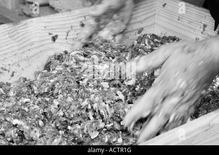 Die jährliche Schlachten des Schweins getan die traditionelle Art Pyrenäen Spanien Stockfoto