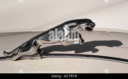 Die springenden Jaguar Kühlerfigur auf einer klassischen Jaguar Sportwagen ca 1960er Jahre Stockfoto
