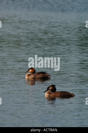 Ein paar große Crested Haubentaucher. (Podiceps Cristatus). Stockfoto