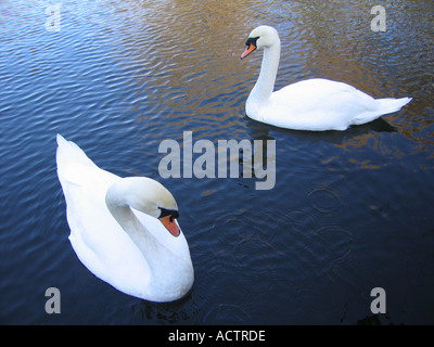 Zwei Schwäne schwimmen auf Kenwood Damen Teich auf Hampstead Heath, London UK Stockfoto