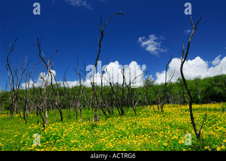St Andrews Cross Spider und Web in toten Baum am blauen Himmel Stockfoto