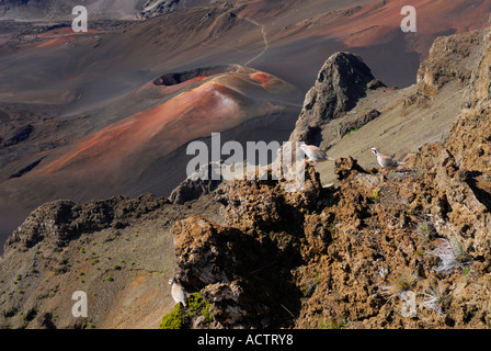 Chukar Rebhühner an der Spitze des Vulkans Haleakala Krater Maui Hawaii Stockfoto