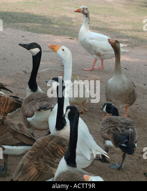 Gänse, die darauf warten, von den Besuchern ein Landschaftspark In Staffordshire England gefüttert werden. Stockfoto