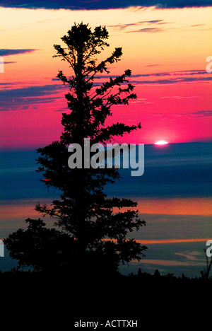 A BEAUTIFUL SETTING SUN IN EVENING CLOUDS WITH SILHOUETTE PINE TREE IN FORE GROUND Stockfoto