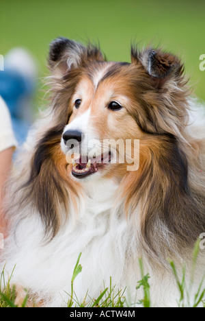 PORTRÄT EINES AUSTRALIAN SHEPHERD BRAUNEN UND WEIßEN HUND Stockfoto