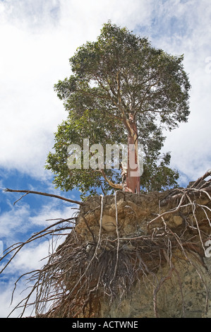 Eukalyptus-Baum mit abgefressenen Wurzeln auf einer Morgans Insel im Lake Pukaki Mackenzie Country Südinsel Neuseeland Stockfoto