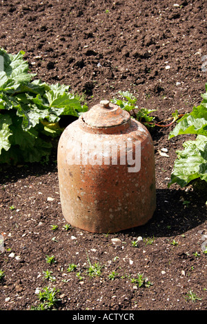 Viktorianische Rhabarber zwingen Gläser. Stockfoto