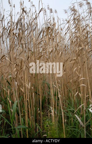 Phragmites Australis der gemeinsamen reed Stockfoto