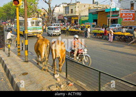 Typische Straßenszene am Stadtrand von Delhi mit zwei Sahiwal Kühe (Bos Indicus) Wandern über eine stark befahrene Straße. Stockfoto