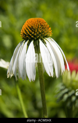 Weißer Sonnenhut White Swan Echinacea purpurea Stockfoto
