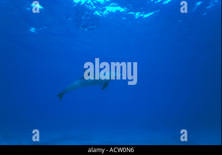 Ein Weitwinkel-Blick auf einen großen Tümmler (Tursiops kürzt) Unterwasser auf blauem Grund. Stockfoto