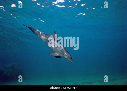 Ein Weitwinkel-Blick auf einen großen Tümmler (Tursiops kürzt) Unterwasser auf blauem Grund. Stockfoto