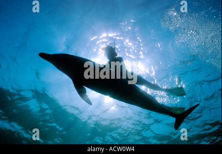 Eine große Tümmler (Tursiops Truncatus) und Schnorchler Interaktion und Silhouette auf der Oberfläche des Meeres. Stockfoto