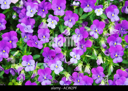 Ein Blumenbett lila Veilchen blühen am Checkwood Botanical Gardens in Nashville Tennessee USA Stockfoto