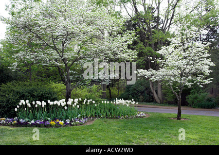 Weiße Tulpen und blühenden Bäumen am Checkwood Botanical Gardens in Nashville Tennessee USA Stockfoto