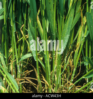 Mehltau (Erysiphe graminis f.sp. Tritici)-Infektion auf Weizenpflanzen Stockfoto