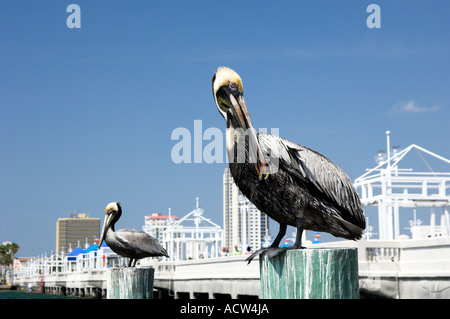 Zwei braune Pelikane am Pier Beiträge in St.Petersburg Florida USA Stockfoto