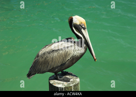 Ein braunen Pelikan sitzt auf einem Pier Pfosten an den historischen Fischerdorfes Dorf von Johns Pass Florida USA Stockfoto