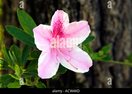 Eine Rosa Azalee Blüte Nahaufnahme im ländlichen Georgia USA Stockfoto