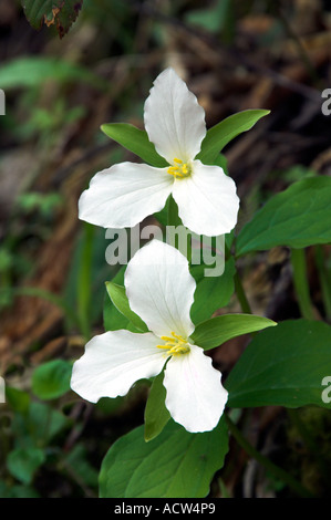 Ein paar weiße Trillium in ihrem natürlichen Lebensraum in den Great Smoky Mountain National Park North Carolina USA Stockfoto