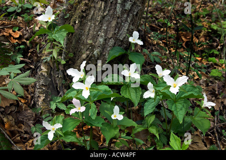 Eine Gruppe von weißen Trillium in ihrem natürlichen Lebensraum in The Great Smoky Mountain National Park North Carolina, USA Stockfoto