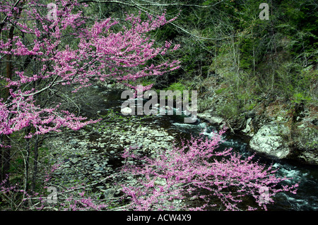 Rote Knospe Blüten überhängenden einen kleinen Bach in den Great Smoky Mountain National Park North Carolina USA Stockfoto