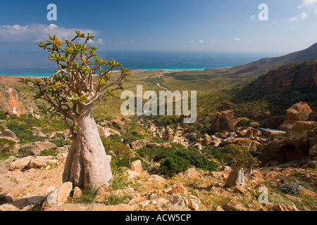 Desert Rose oder Flasche Baum Homil Plateau Socotra Island Jemen Stockfoto