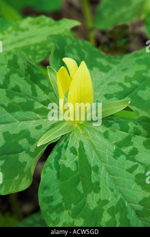 Der gelbe Trillium Wildblumen Nahaufnahme in The Great Smoky Mountain National Park North Carolina USA Stockfoto