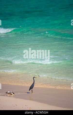 Reiher und Fisch auf Echidnopsis Beach Socotra Island Jemen Stockfoto