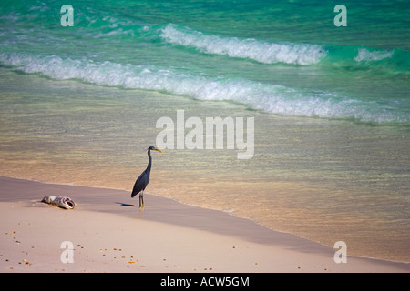 Reiher und Fisch auf Echidnopsis Beach Socotra Island Jemen Stockfoto