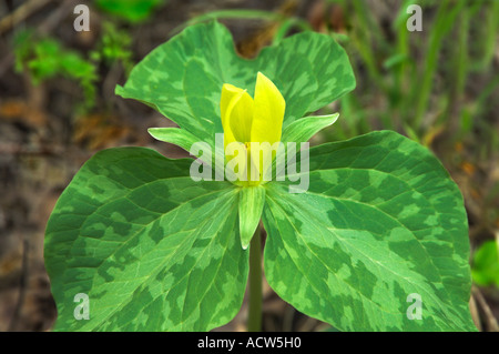 Gelbe Trillium blüht im Great Smokey Mountains National Park, Tennessee, USA. Stockfoto