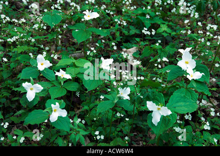 Große weiße Trillium Wildblumen auf dem Waldboden in den Great Smoky Mountain National Park North Carolina USA Stockfoto