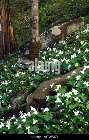 Große weiße Trillium Wildblumen auf dem Waldboden in den Great Smoky Mountain National Park North Carolina USA Stockfoto