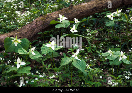 Große weiße Trillium Wildblumen auf dem Waldboden in den Great Smoky Mountain National Park North Carolina USA Stockfoto