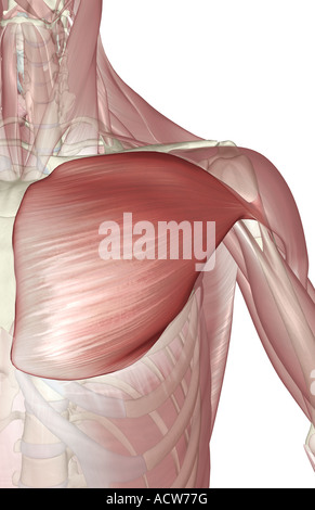 Großen pectoralis Stockfoto