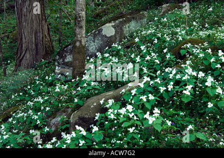 Große weiße Trillium Wildblumen auf dem Waldboden in den Great Smoky Mountain National Park North Carolina USA Stockfoto