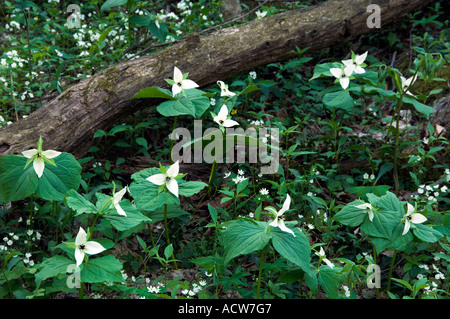 Große weiße Trillium Wildblumen auf dem Waldboden in den Great Smoky Mountain National Park North Carolina USA Stockfoto