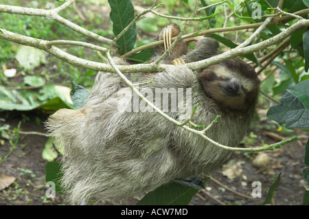 Ein drei-toed Sloth in einem Baum in der Nähe von Puerto Limon, Costa Rica Stockfoto