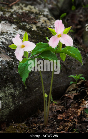 Reife rosa große weiße Trillium Wildblumen in The Great Smoky Mountain National Park-USA Stockfoto