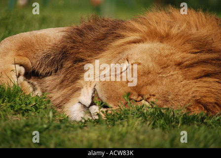 Löwe, was Löwen tun tun am besten Stockfoto