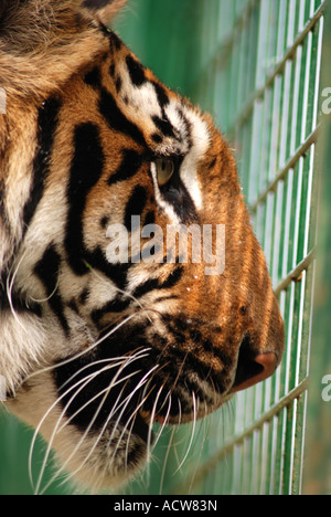 In den Käfig mit Sumatra Tiger Stockfoto
