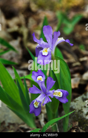 Ein Cluster von Zwergiris Wildblumen wachsen in The Great Smoky Mountain National Park-USA Stockfoto