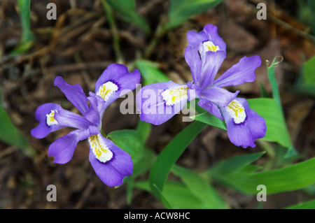Ein Cluster von Zwergiris Wildblumen wachsen in The Great Smoky Mountain National Park-USA Stockfoto