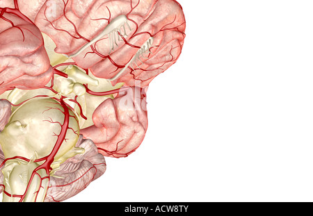 Circulus arteriosus cerebri Stockfoto