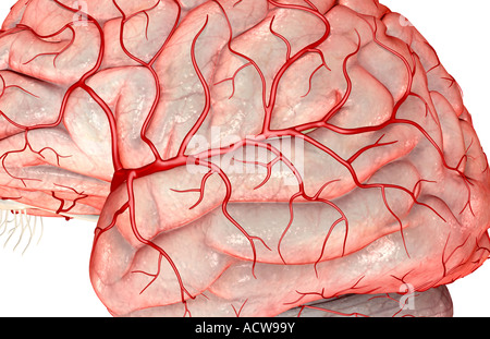 Mittlere zerebrale Arterie Stockfoto