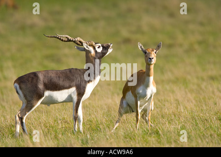 Männliche und weibliche Blackbuck Indain Subkontinent Stockfoto